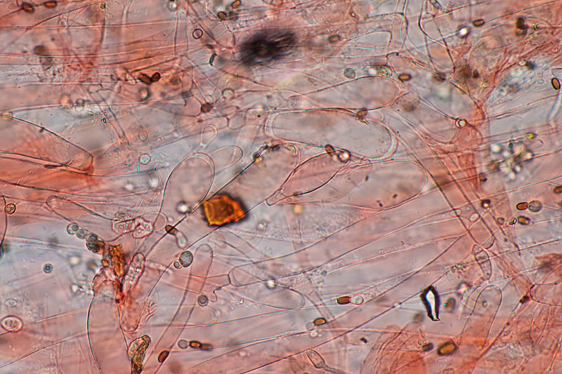 Pluteus semibulbosus